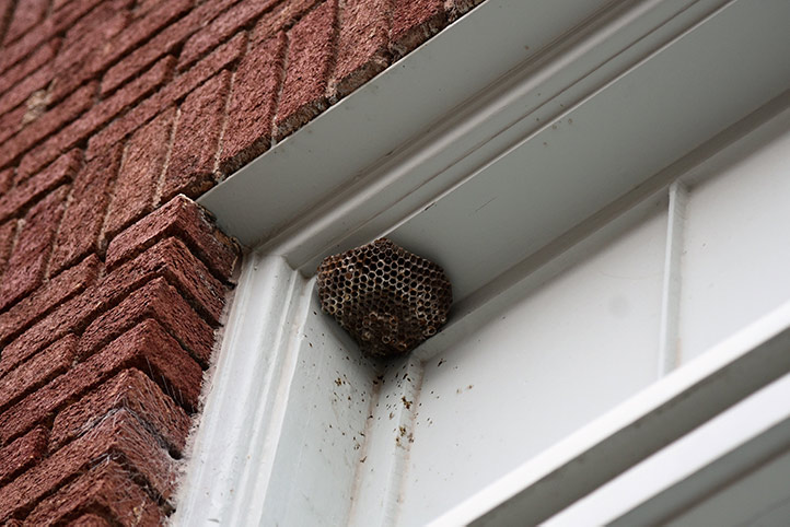 We provide a wasp nest removal service for domestic and commercial properties in Kirkby In Ashfield.